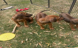 Rhodesian Ridgeback dogs for sale: Gorgeous Rhodesian Ridgeback Puppies  - Image 9