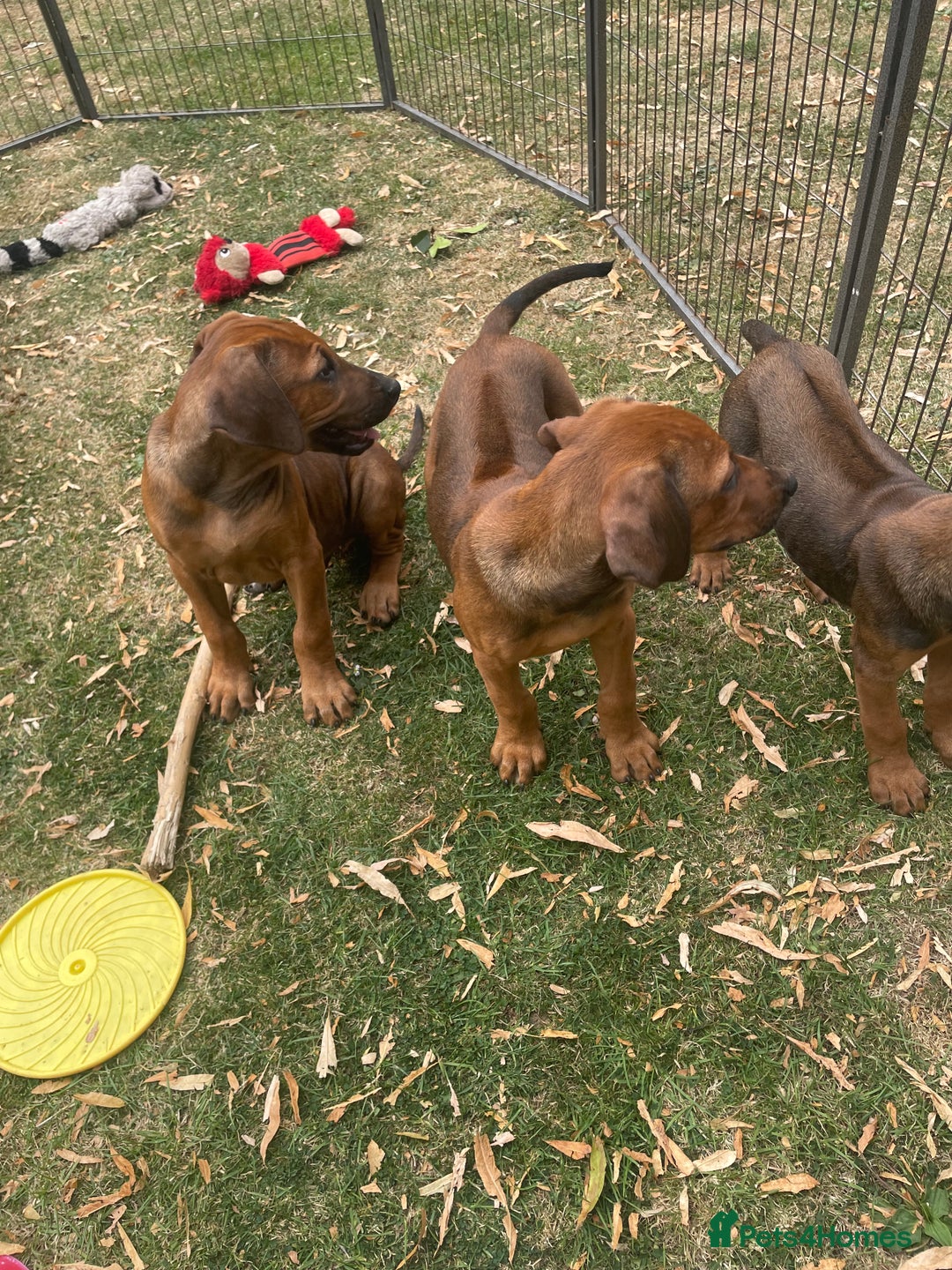 Rhodesian Ridgeback dogs for sale: Gorgeous Rhodesian Ridgeback Puppies  - Image 9