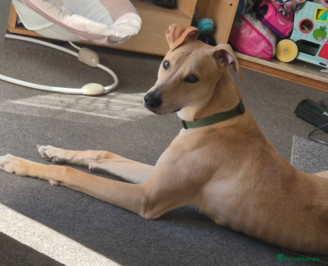 Lurcher dogs for stud: Beautiful lurcher for stud  - Image 4