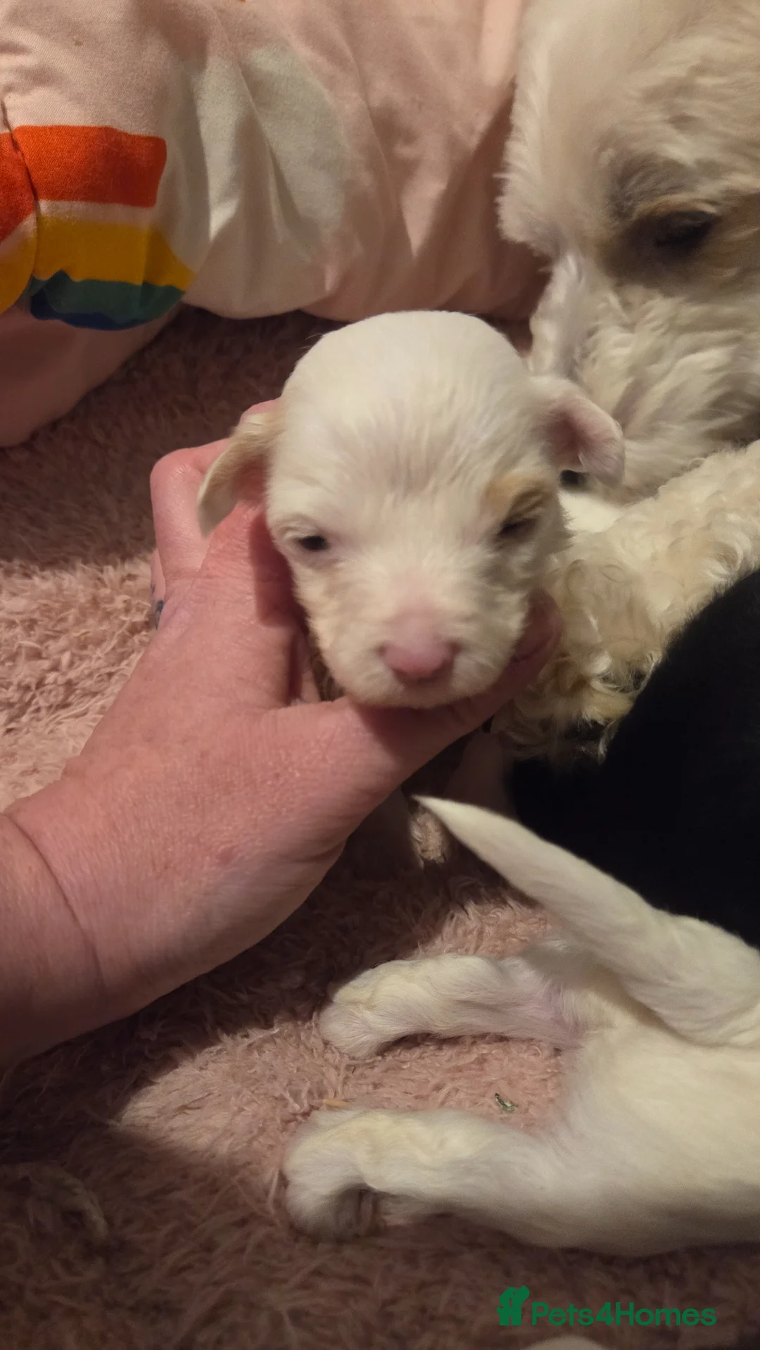 Chinese Crested dogs for sale: Rare Breed Chinese Crested Puppies - Advert 9