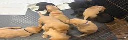 Labrador Retriever dogs for sale: Beautiful Black and golden Labrador puppies - Advert 3