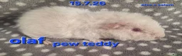 Guinea Pig rodents for sale: Fluffy boy guinea pigs teddy, alpaca, peruvian - Advert 5
