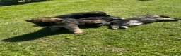 German Shepherd dogs for sale: German shepherd Puppies  - Advert 13