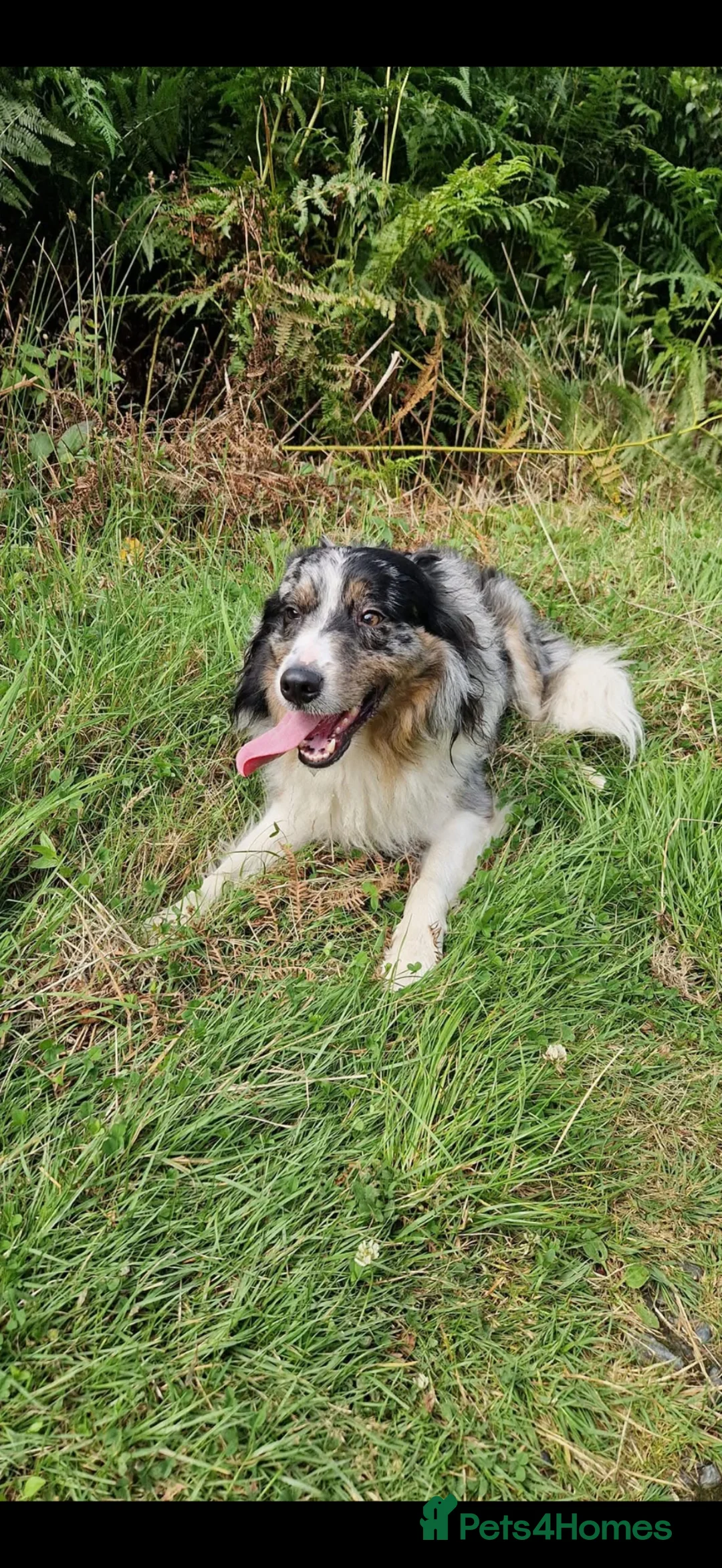 Border Collie dogs for sale: Male border Collie pup  - Advert 7