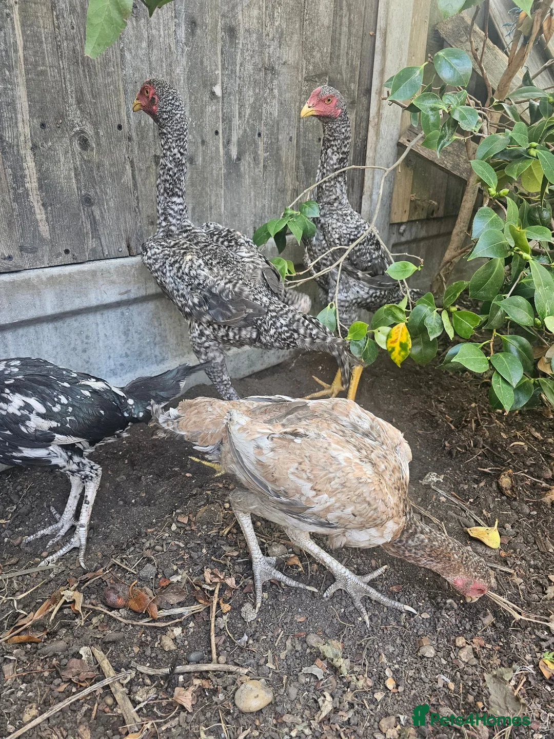 Chickens poultry for sale:  Beautiful Asil & Shmo breed in London - Advert 2