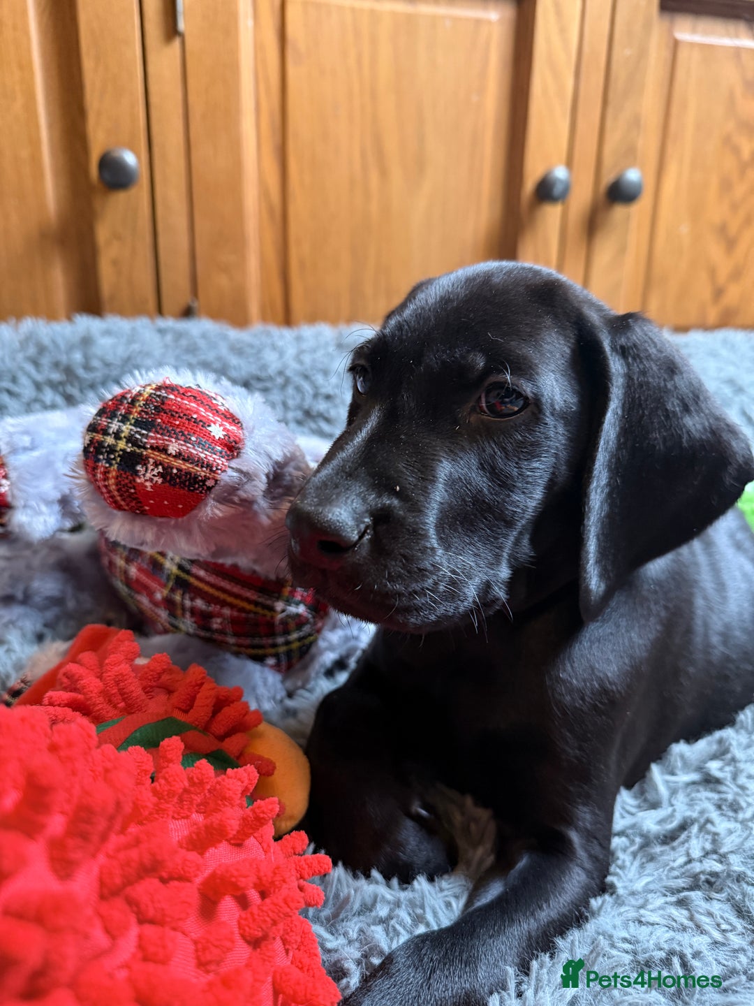 German Shorthaired Pointer dogs for sale: KC GSP Pups Health Tested Parents - Advert 30