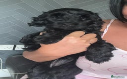 Cockapoo dogs for sale: Gorgeous cockapoo pups - Image 2