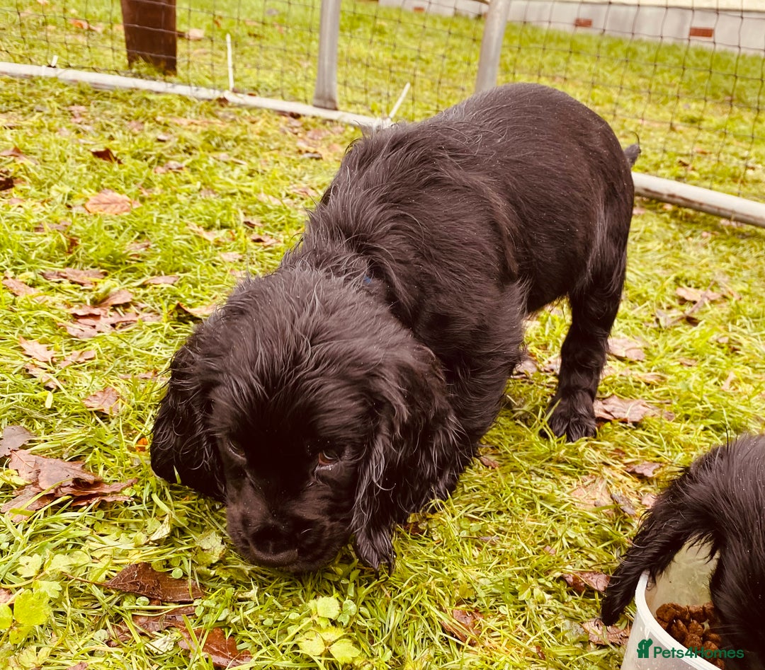 Cocker Spaniel dogs for sale: Working Cocker Spaniel Puppies - Advert 6