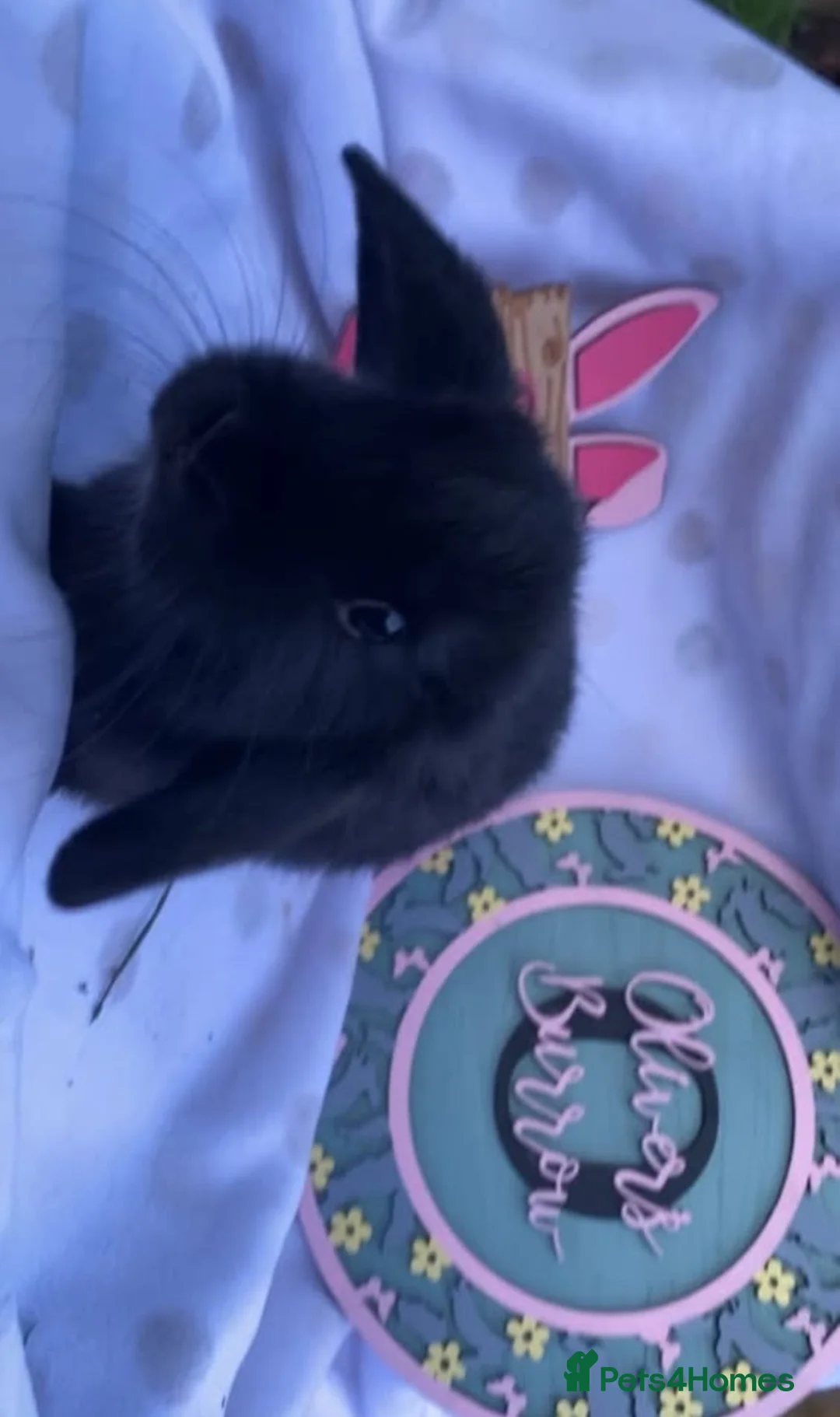 Mini Lop rabbits for sale: Mini Lop & mini lion lop bunnies  - Advert 7