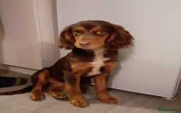 Mixed Breed dogs for sale: Loving springer x cocker 2 years old - Image 8