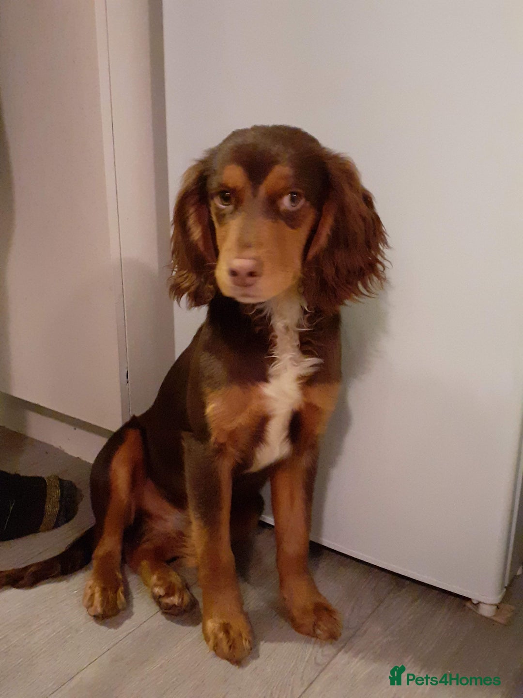 Mixed Breed dogs for sale: Loving springer x cocker 2 years old - Image 8