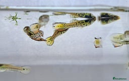 Live Bearers fish for sale: Guppy fish males tiger hybrids - Image 2