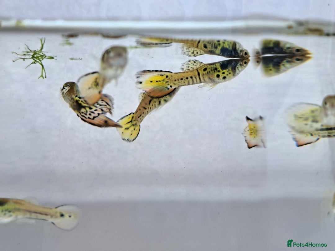 Live Bearers fish for sale: Guppy fish males tiger hybrids - Image 2