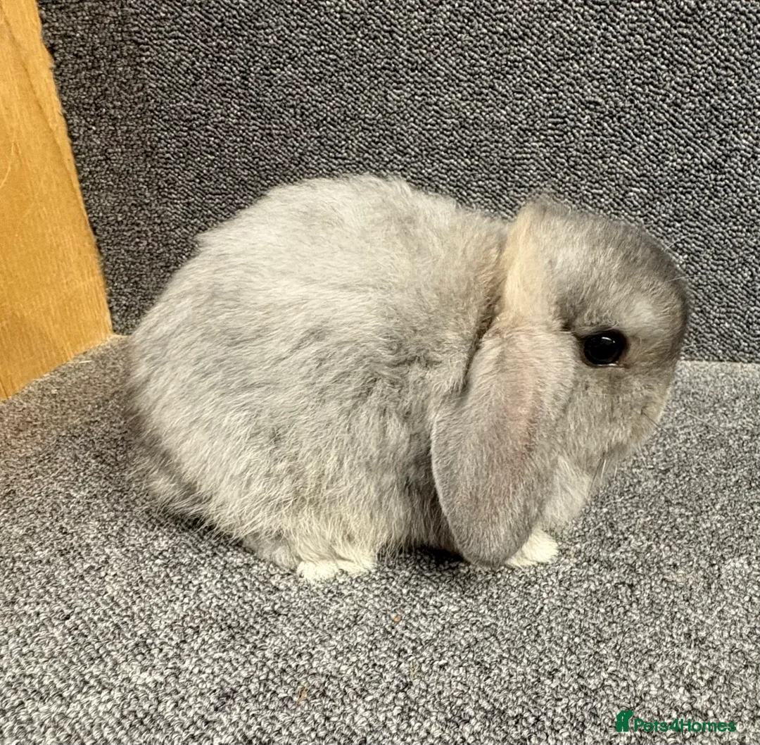 Mini Lop rabbits for sale: Mini Lop x Dwarf Lop Babies - Advert 1