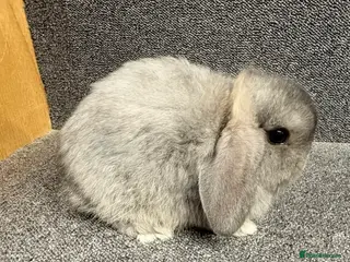 Mini Lop rabbits Mini Lop x Dwarf Lop Babies - Advert 8