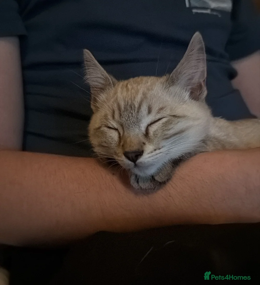 Bengal cats for sale: Guaranteed to be Cuddly *ready now*  - Advert 1