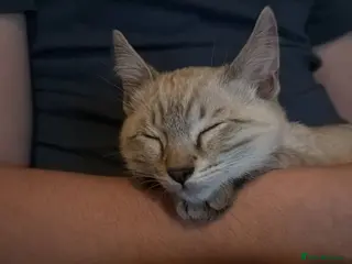 Bengal cats Guaranteed to be Cuddly *ready now* - Advert 4