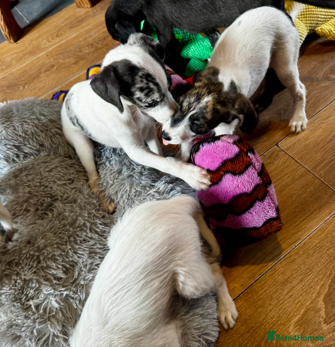 Mixed Breed dogs for sale: Whippet x Poodle READY NOW - Advert 13