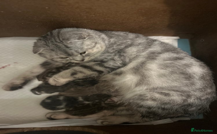 Scottish Fold cats in Reading - Advert 11