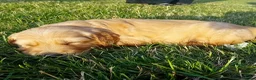 Golden Retriever dogs for sale: KC Reg Health Tested Dark Golden Retriever Puppies - Advert 11