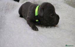 Staffordshire Bull Terrier dogs for sale:  Blue Staffy puppies for sale KC REGISTERED  - Image 9