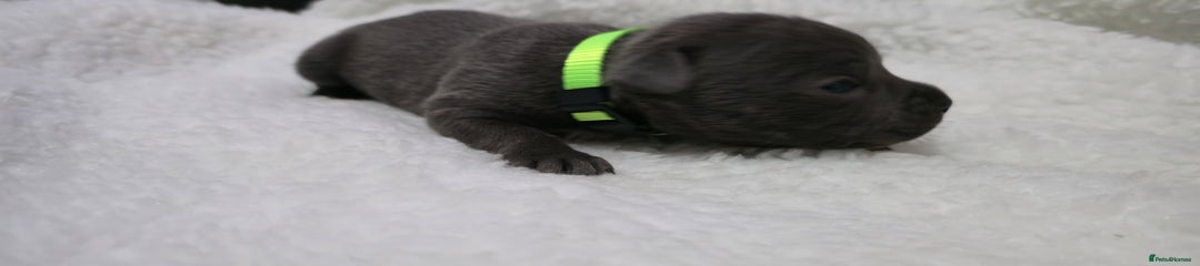 Staffordshire Bull Terrier LIGHT GREEN BOY