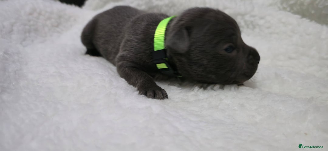 Staffordshire Bull Terrier dogs for sale:  Blue Staffy puppies for sale KC REGISTERED  - Image 9