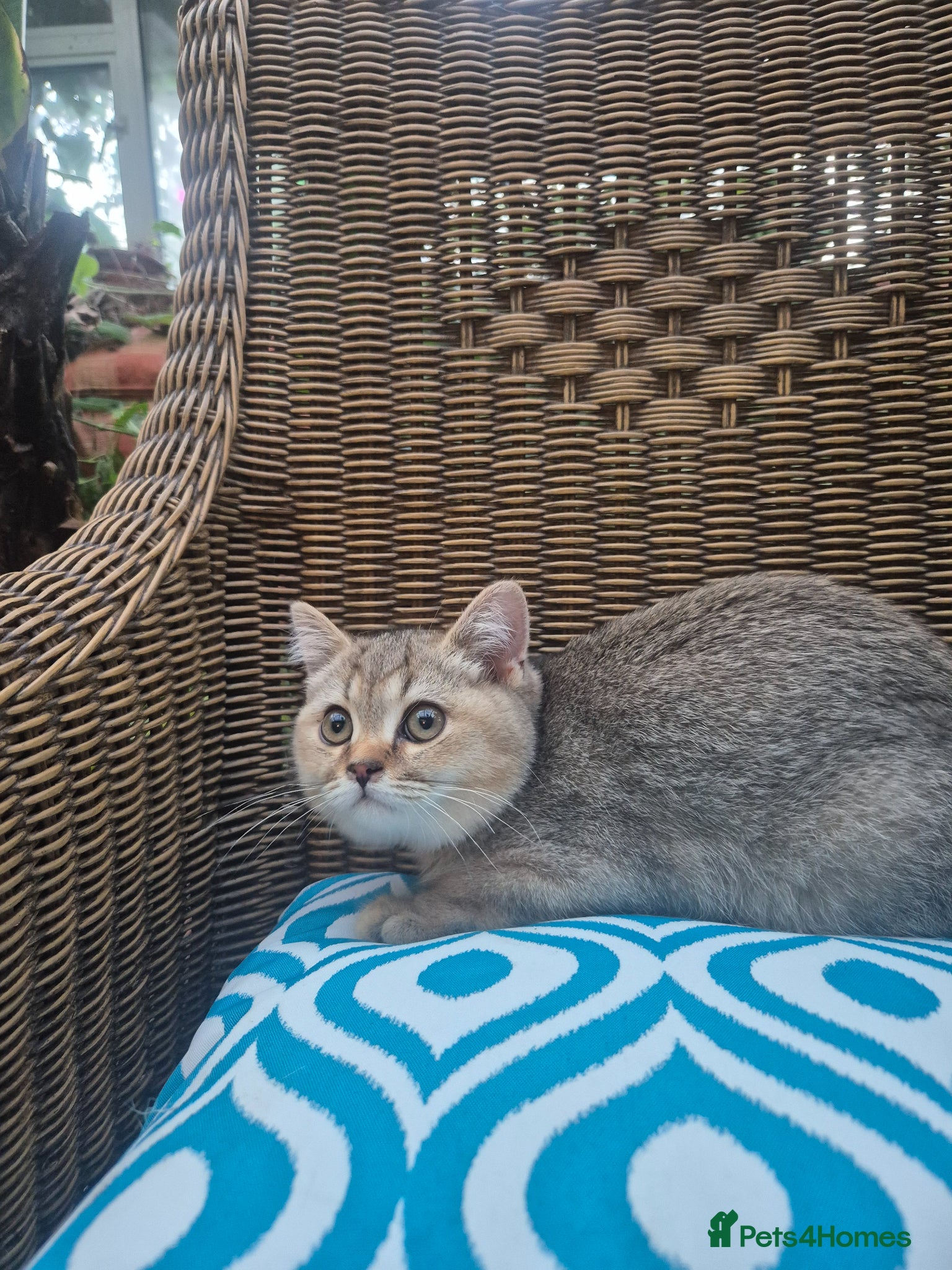 British Shorthair cats 💙Registered gold shorthair BOY💙-READ CAREFULLY - Advert 17