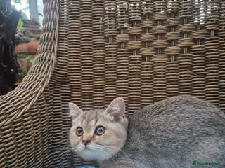 British Shorthair cats 💙Registered gold shorthair BOY💙-READ CAREFULLY - Advert 17