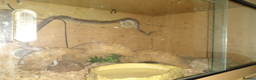 Corn Snake reptiles for sale: Friendly Adult Male Corn Snake - Full Setup Inc - Advert 2
