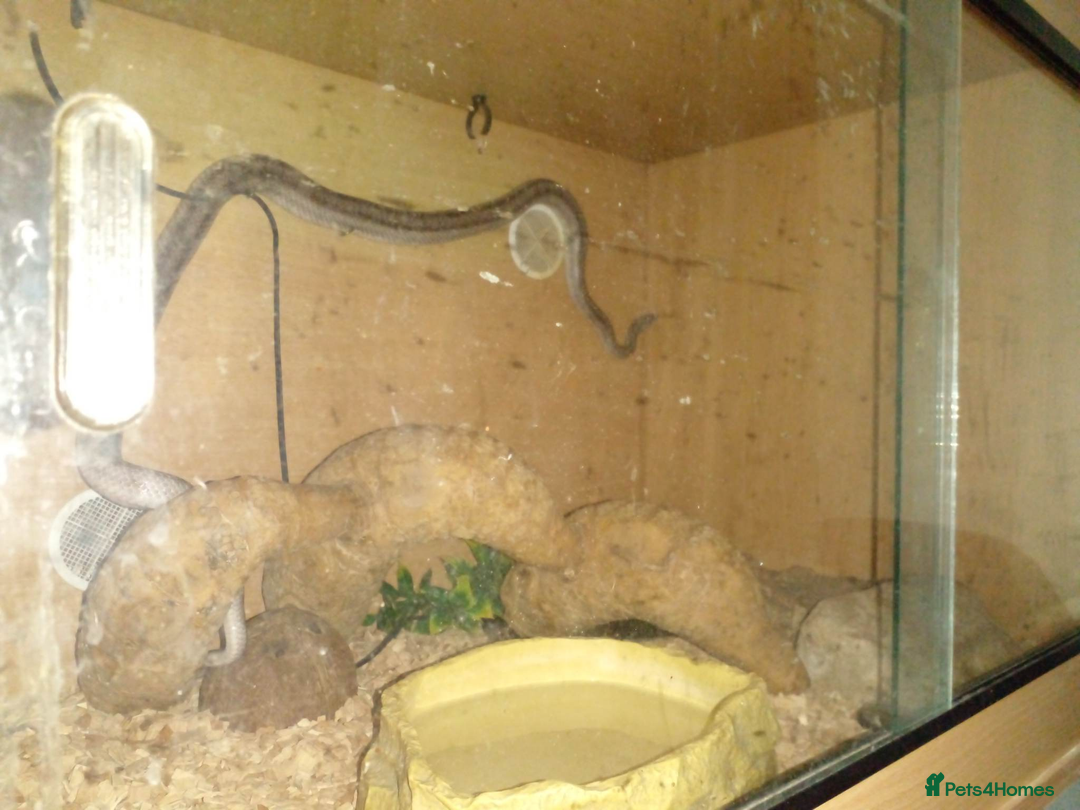 Corn Snake reptiles for sale: Friendly Adult Male Corn Snake - Full Setup Inc - Advert 2