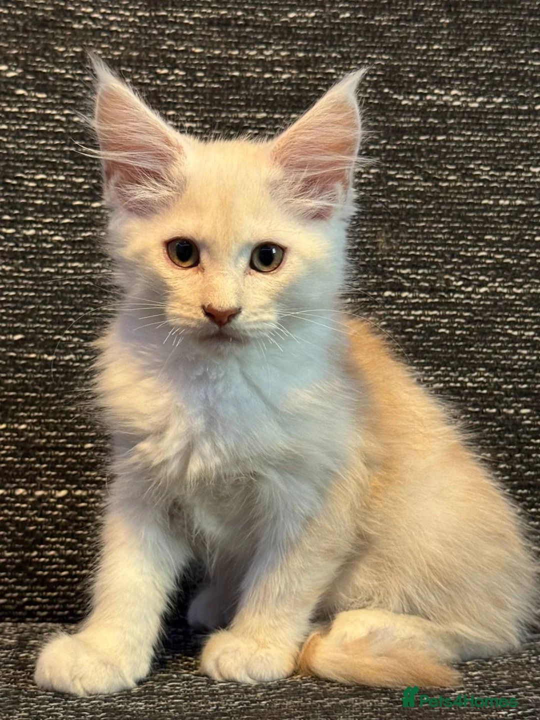 Maine Coon cats for sale: TICA registered purebred Maine Coon kittens - Advert 8