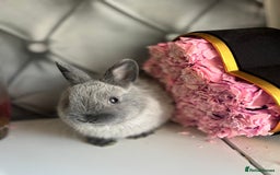Netherland Dwarf rabbits for sale: Pure bred netherland dwarf babies  - Image 13