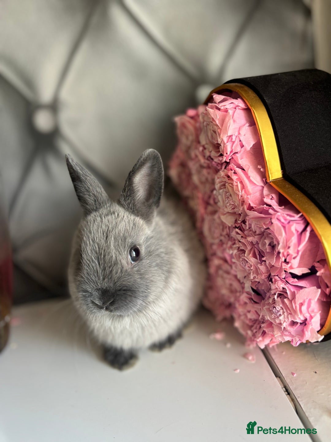 Netherland Dwarf rabbits for sale: Pure bred netherland dwarf babies  - Image 13