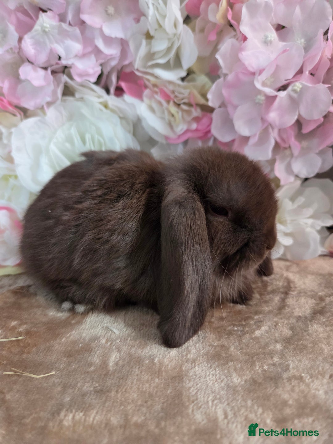 Mini Lop rabbits for sale: 🩷✨️Pure bred chocolate mini lop babies ✨️🩷 - Image 5