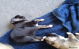 Shepsky dogs for sale: Gerberian Shepsky in Penzance - Image 7