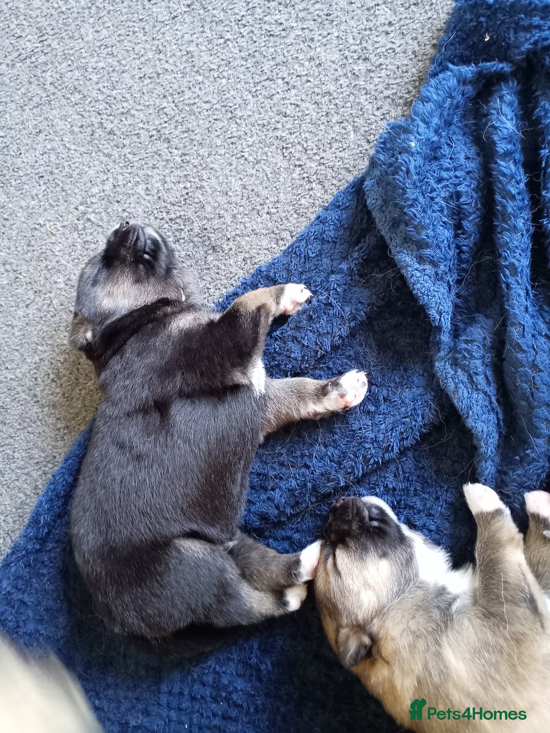 Shepsky dogs for sale: Gerberian Shepsky in Penzance - Image 7