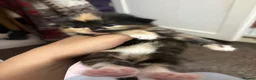 Mixed Breed cats for sale: Kittens ready in october - Advert 4