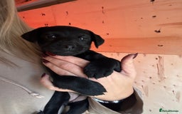 Patterdale Terrier dogs for sale: Patterdale puppy  - Advert 8