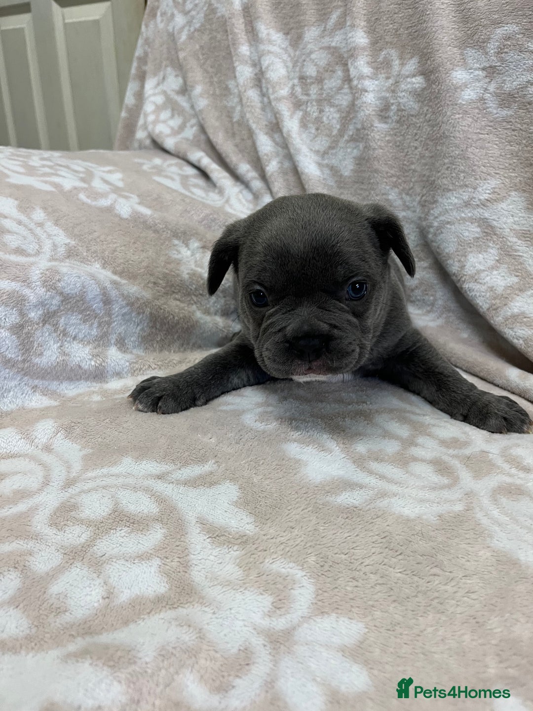 French Bulldog dogs for sale: Lovely Frenchies  - Advert 25