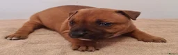 Staffordshire Bull Terrier dogs for sale: Red staffy puppys  - Advert 12