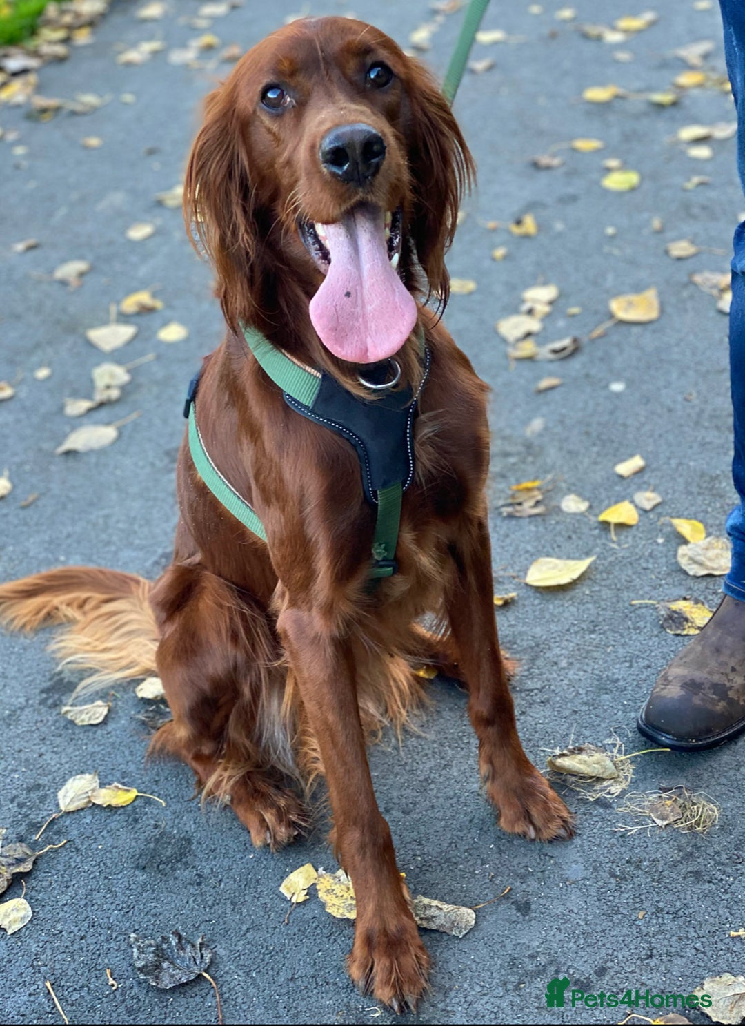 Irish Setter dogs for stud: WELL PROVEN Irish Setter for Stud in Carlisle - Image 2