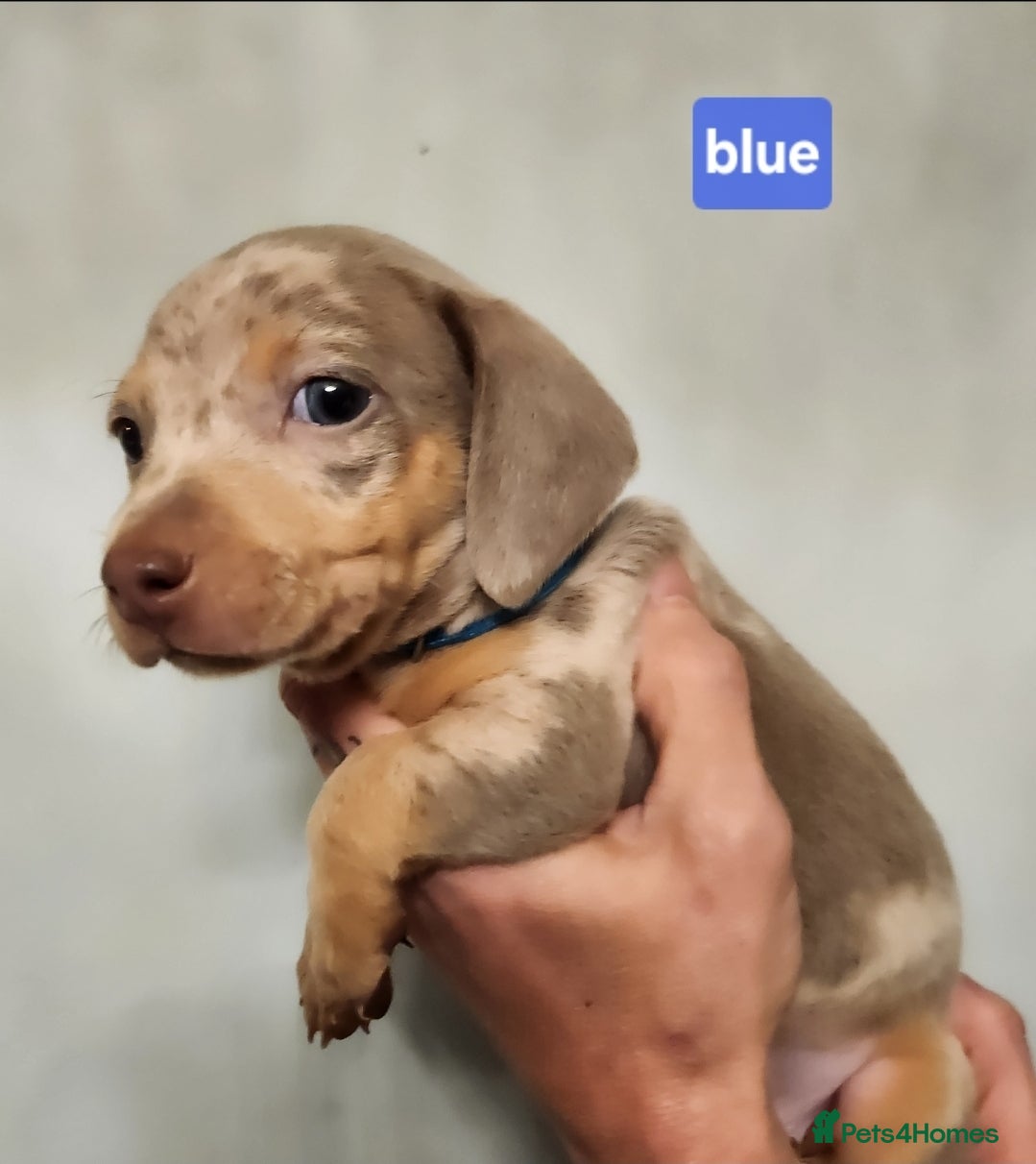 Miniature Dachshund dogs Beautiful Miniature Dachshund Pups  - Advert 15