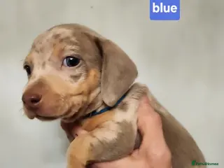 Miniature Dachshund dogs Beautiful Miniature Dachshund Pups - Advert 15