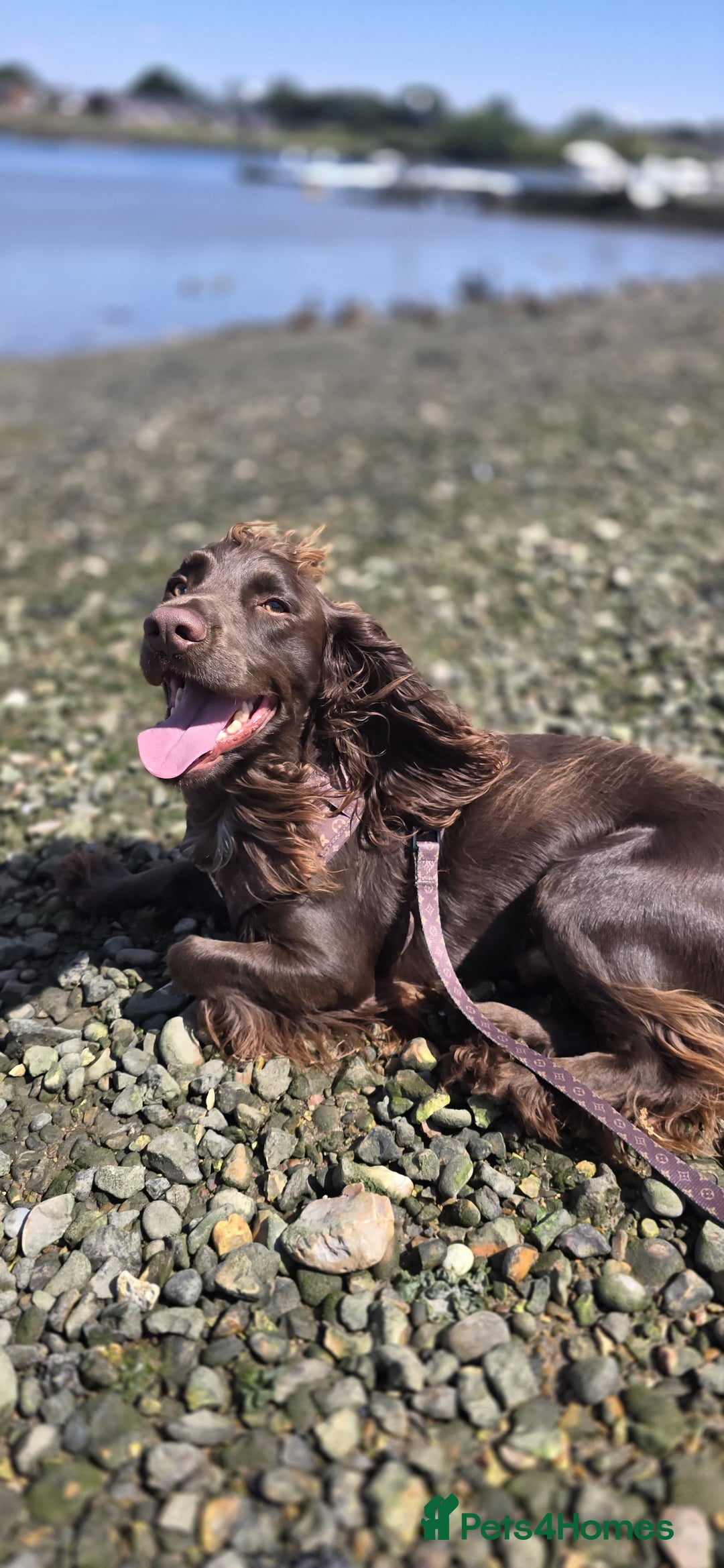 Cocker Spaniel dogs for stud: Pure bread 9th generation working cocker - Advert 7
