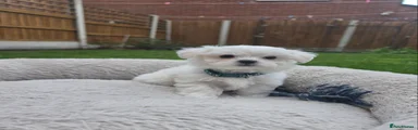 Maltese 1
