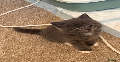 British Shorthair cats - Advert 1