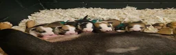 English Bull Terrier dogs for sale: English bullterrier pups for sale - Advert 20