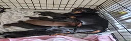Dachshund dogs for sale: 5 Dachshund puppies available  in Bolton - Advert 2