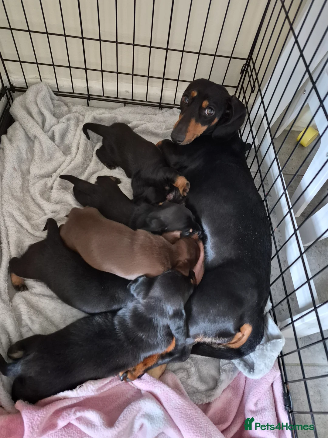 Dachshund dogs for sale: 5 Dachshund puppies available  in Bolton - Advert 2